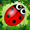 Match de bugs