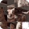 Puzzle de chat